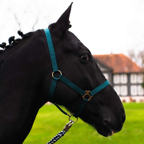 Cavezza per cavallo - , sangue