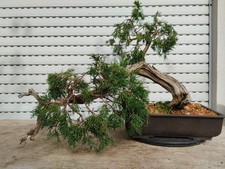 Bonsai di Ginepro SABINA española SHARI!!