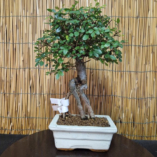 Bonsai olmo cinese - cinese, h