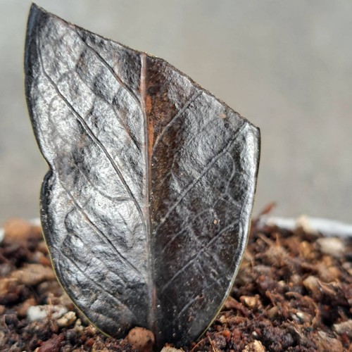 Pianta variegata - zz,