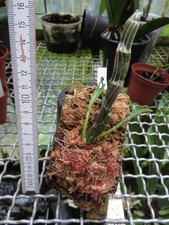 Dendrobium crepidatum