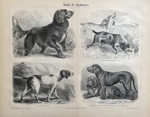 Cani da - cani, caccia