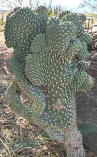 ?❤️Vaso Ø 9,5 Cm CYLINDROPUNTIA FULGIDA MAMILLATA CRESTATA Opuntia?️?+Omaggio