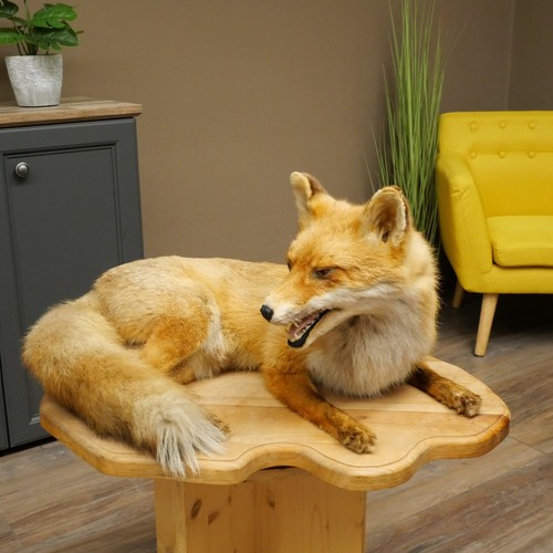 Fuchs rotfuchs trova - fuchs, su