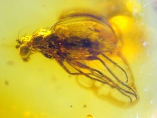 Ambra del Mar Baltico con RARA