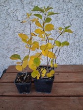 CELASTRO ORIENTALE celastrus