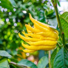Pianta limone mano di - di,