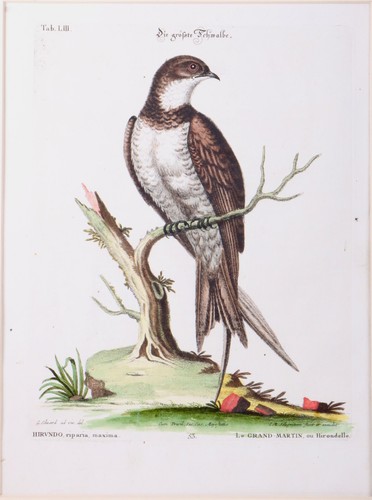 Stampa calcografia originale - calcografia,
