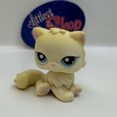 Gatto persiano 428 - persiano,