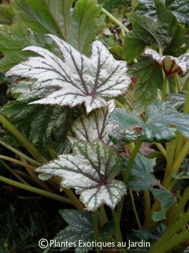 Begonia metallic mist - begonia, °