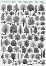 Architettura degli alberi