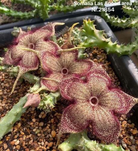 Edithcolea somalica las anood - somalica,