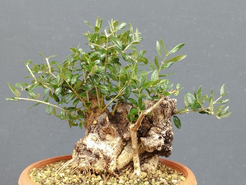 Bonsai olivastro 28x20cm - olivastro,