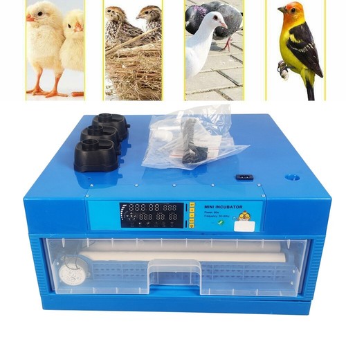 Incubatrice egg bird - incubatrice,