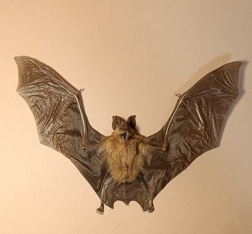 Taxidermy cabinet de - taxidermy,,