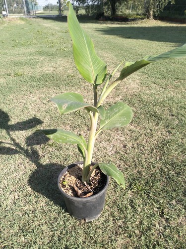 Banano chini champa pianta - banano,