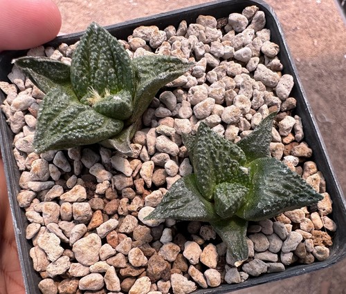 Ariocarpus kikko botan - , x