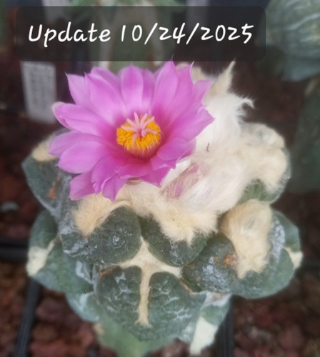 Ariocarpus lloydii latus - ariocarpus, cv