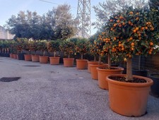 Pianta mandarino cinese - pianta,
