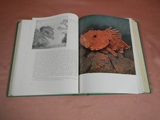 Scortecci Giuseppe ANIMALI