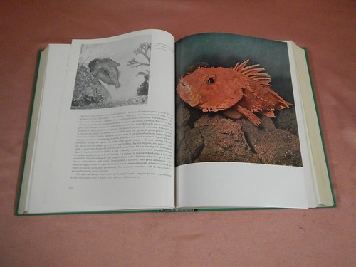 Scortecci giuseppe animali - scortecci,