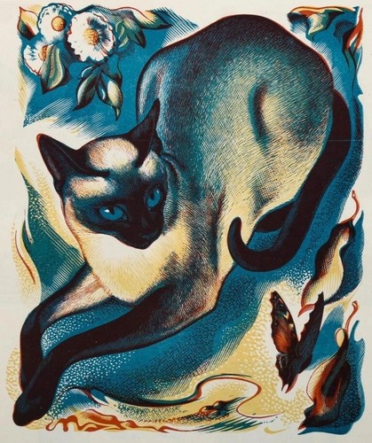 Gatto siamese agnes miller - gatto,