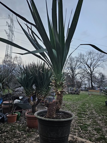 Yucca recurvifolia 130 cm - 130,