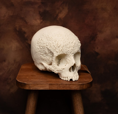 Human skull replica bone - replica,