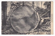 1907 LYNDEN WASHINGTON GIGANTE