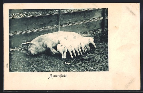 Scrofa terra con - a, cinque