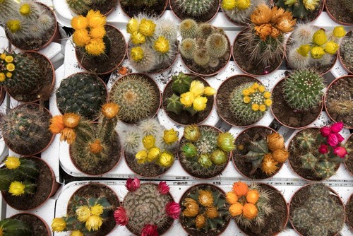 Semi cactus mix - di,
