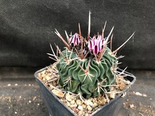 ECHINOFOSSULOCACTUS PHYLLACANTHUS CACTUS PIANTE GRASSE 1406