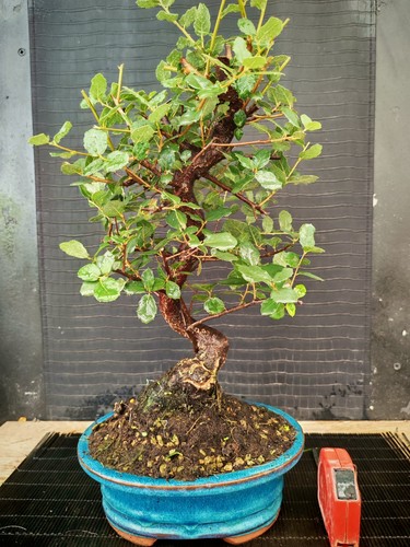Bonsai quercia sughero h - quercia,