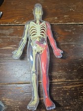 Modello Corpo Umano Anatomia