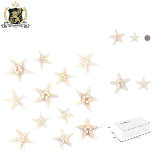 Autentico mini set stella - mini,