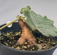 Vaso 9 cm raro succulento vivo