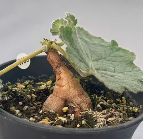 Vaso raro succulento - cm, vivo
