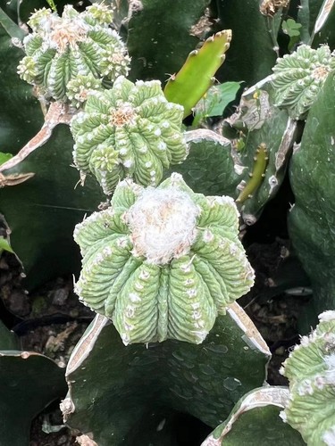 Rara pianta cactus - di,