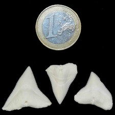 Lotto Denti Squalo 3 Pezzi
