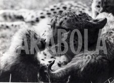 Foto vintage Regno Unito, Mamma ghepardo con cuccioli, stampa 20x15 cm