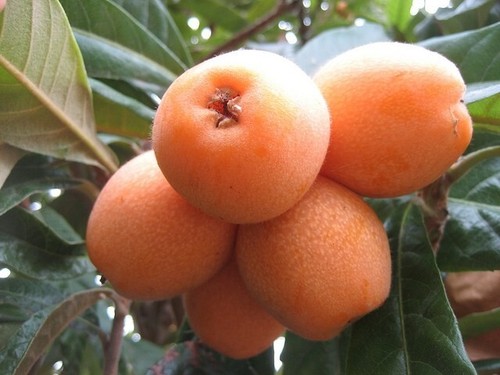 Nespole giganti eriobotrya - xl,