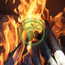 Legna di olivo da ardere in