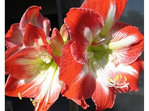 Bulbi autunnali amaryllis - bulbi,
