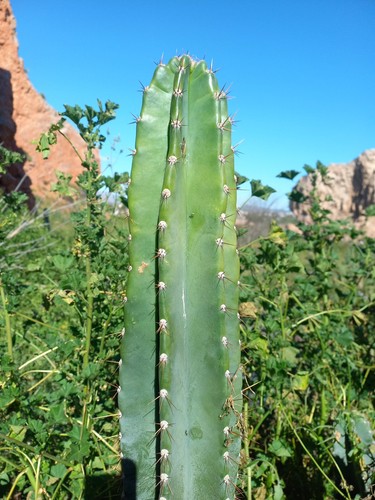 Giant cereus uruguayanus - giant, uruguayanus,