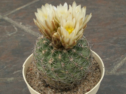 Sclerocactus mesae verdae - , sb