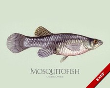 QUADRO PESCE ZANZARA GAMBUSIA