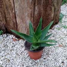 Aloe Vera Delaetii - RaRa-