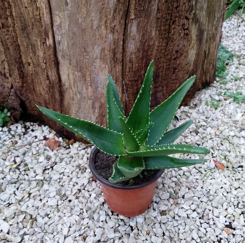 Aloe vera delaetii rara - vera, rara-