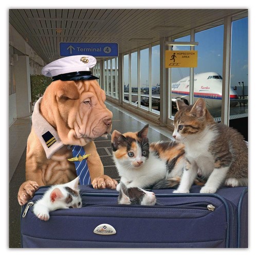 Adesivo regalo sharpei - adesivo,