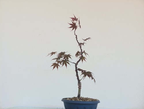 Bonsai acero palmato - acero,